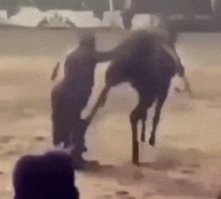 Эт чё, бейцы - попрыгал и прошло! У подруги племянницу конь в лицо саданул копытом, вот там полный набор - и сотряс, и рассечения, и переломы, еле откачали!