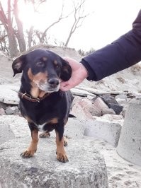 Танюшечка, лапушка, Вы не волнуйтесь. Мои собаки спят на диванах и купаны шампунями. От них никогда не пахнет так, как часто пахнет от многих людей. А вы главное не забывайте намывать свою писюлечку, потому что ведь другим местом думать вы не способны и вам нужно ведь ещё зарабатывать на жизнь. Не всем же быть нормальными. Есть немало ущербных людей. Вы только не плачьте. Может вы хоть красивая... Ну конечно не настолько как мои девчули, но хоть немного. Конечно вы не столь же добры и умны как они, но живут же как то дебилы. Не огорчайтесь. Если намоете свою кормилицу, то может выживете и без головы...