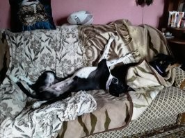 Танюшечка, лапушка, Вы не волнуйтесь. Мои собаки спят на диванах и купаны шампунями. От них никогда не пахнет так, как часто пахнет от многих людей. А вы главное не забывайте намывать свою писюлечку, потому что ведь другим местом думать вы не способны и вам нужно ведь ещё зарабатывать на жизнь. Не всем же быть нормальными. Есть немало ущербных людей. Вы только не плачьте. Может вы хоть красивая... Ну конечно не настолько как мои девчули, но хоть немного. Конечно вы не столь же добры и умны как они, но живут же как то дебилы. Не огорчайтесь. Если намоете свою кормилицу, то может выживете и без головы...