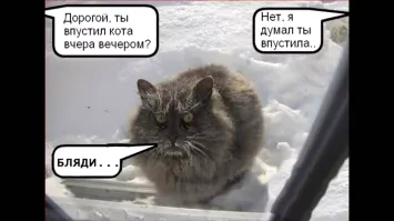 Кот потерялся во время отдыха в Испании и сам дошёл до дома во Франции