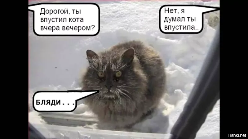 Кот потерялся во время отдыха в Испании и сам дошёл до дома во Франции