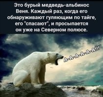 Белый медведь осмотрел ледокол