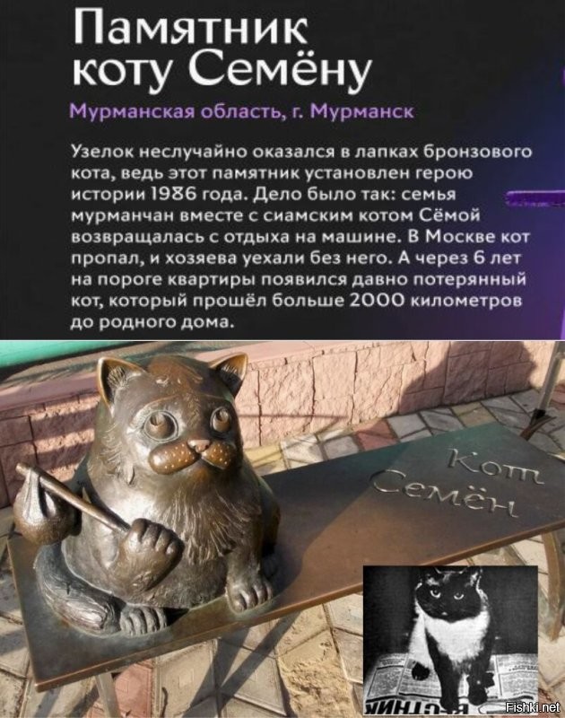 Кот потерялся во время отдыха в Испании и сам дошёл до дома во Франции