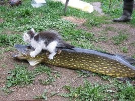 Свинья оказалась не по зубам оцелоту