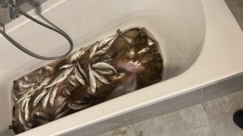 Хек с головой и камбала тот же примерно палтус :) но в уменьшенном варианте , остальные фото хек без головы после криков жены что бы я лучше бухал на корабле :)