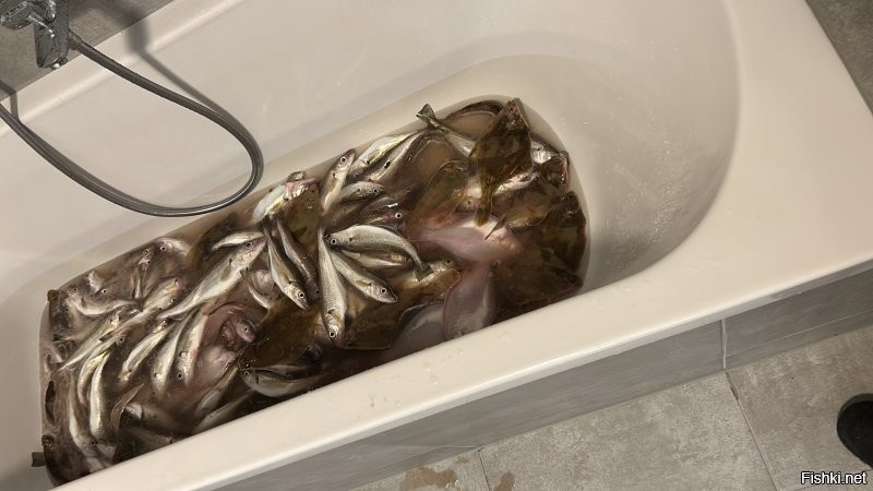 Хек с головой и камбала тот же примерно палтус :) но в уменьшенном варианте , остальные фото хек без головы после криков жены что бы я лучше бухал на корабле :)