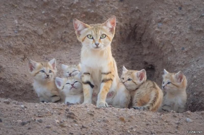 Барханный кот