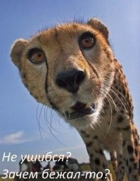 Секретное оружие тигра: его рык может парализовать животное или человека