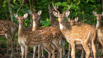 пустяки, найдётся стадо оленей , которые с радостью возьмут этих куриц в жёны, и детишек наклепают.