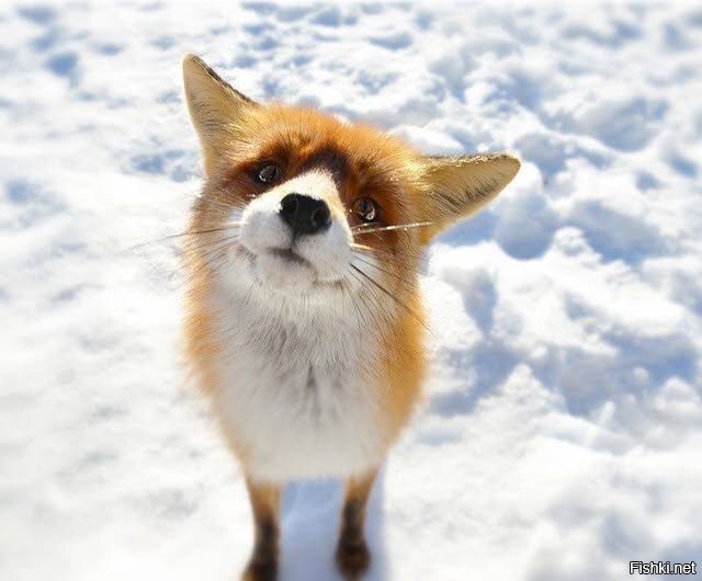 А Колобок выйдет?