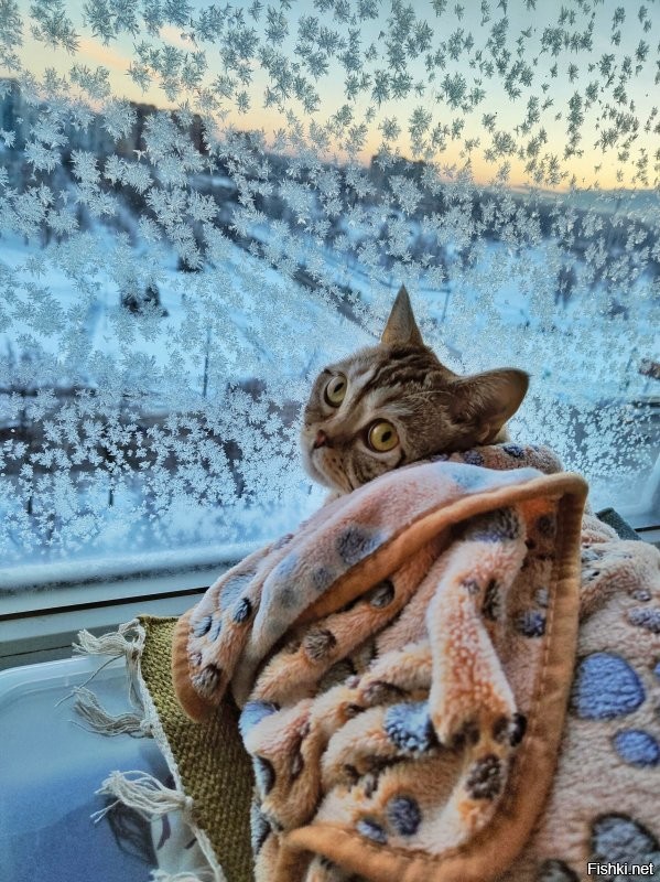 Солянка от 24.01.2026