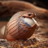 Как быстро почистить яйцо