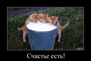 Как устроена стая дворовых кошек?