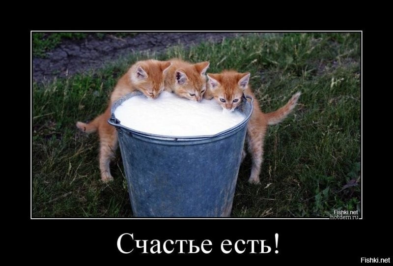 Как устроена стая дворовых кошек?