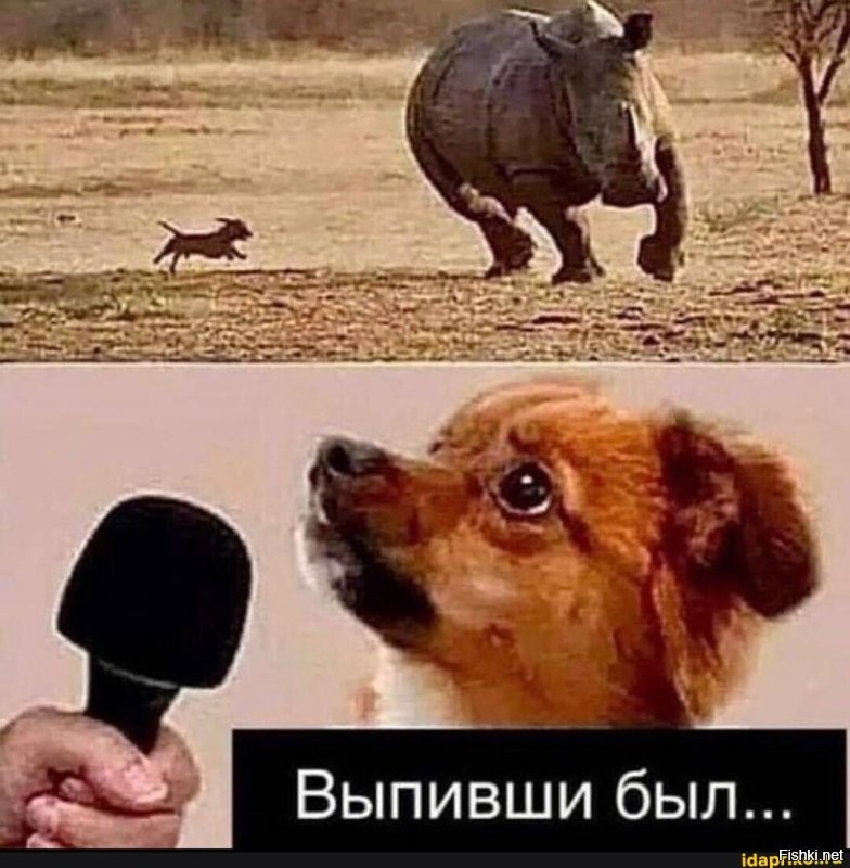 "Хорошая попытка": питбуль переоценил свои силы, когда решил "напасть" на бизона
