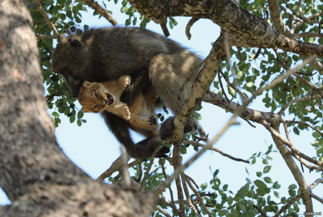 Обезьяну, воруют и убивают львят, что бы снизить угрозу, для своих детёнышей. Тоже вроде трогательная забота.
