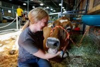 И девушка с улыбкой корове говорит: "Ну что мы даем сегодня - молоко или мясо?"