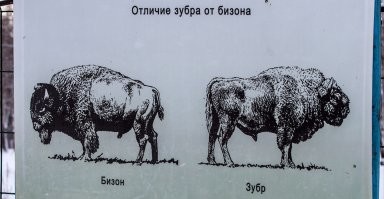 Видел в Беловежской пуще. Прикольные быки)