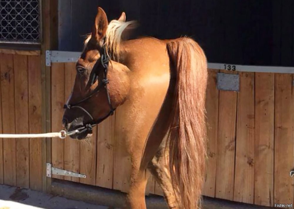 Скрины из соцсетей