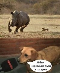 "Хорошая попытка": питбуль переоценил свои силы, когда решил "напасть" на бизона