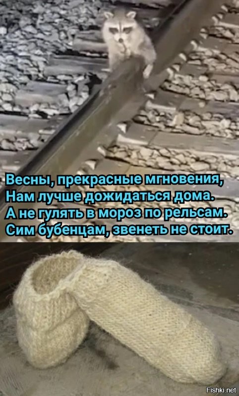Пудель попал в ледяную ловушку, пытаясь оставить «автограф» на заборе