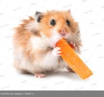 Фотография на память