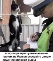 В глазах коти явно читается: "Ты охренел, мусор?!"
)))