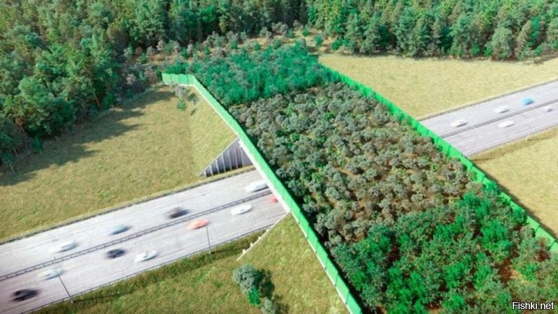 Такое и у нас есть. Экодуки в виде мостов без асфальта. На М3, на м12 точно есть.