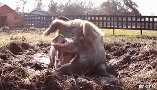 Солянка от 27.01.2026