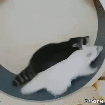 Моё белое пушистое "Я" пытается остановить  или обогнать "Я" тёмное. Безнадёга.