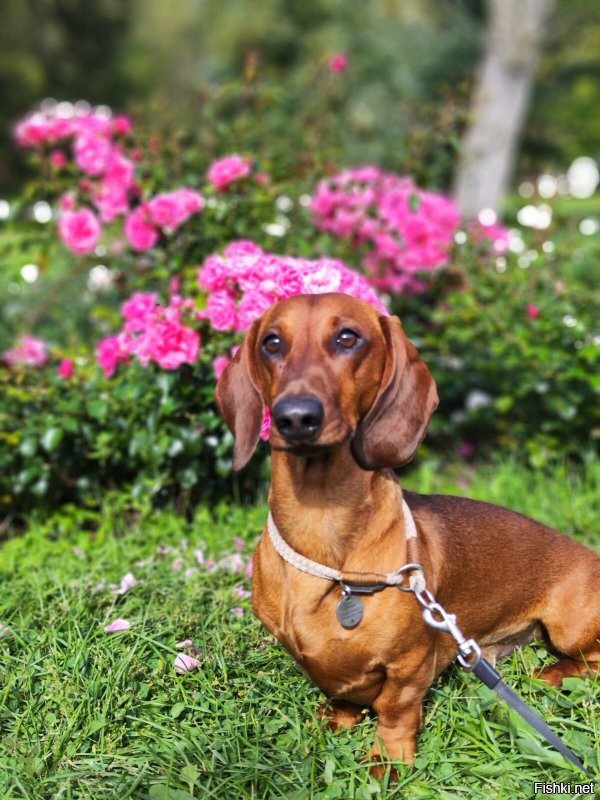 Ну да - крыс почти на 10кг,  там три основных размера, я самого большого взял