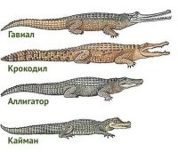 Ягуар атакует аллигатора: туристы стали свидетелями редкой сцены