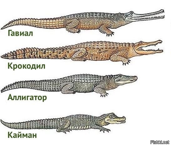 Ягуар атакует аллигатора: туристы стали свидетелями редкой сцены