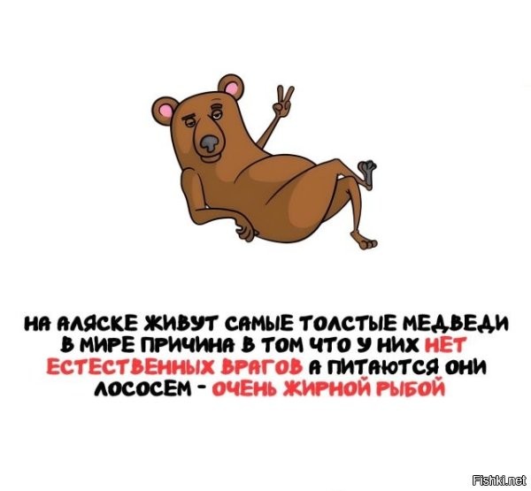 Ля, а в других местах, у медведей столько врагов, что они боятся нос из берлоги высунуть чтоб съесть хоть что-нибудь.
