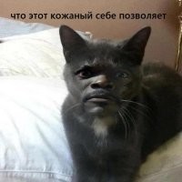 Мужчина пристаёт к пушистому сотруднику магазина