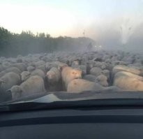 Намешалось