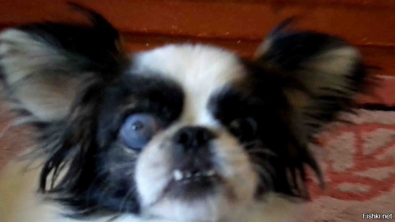 Боюсь представить что сгенерирует ChatGPT в этом случае (тут нужно не только зубы поправить). Это пёсель моей знакомой: