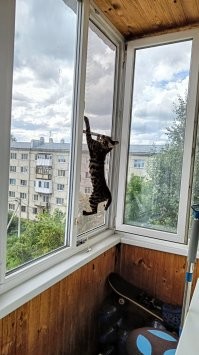 Не знаю как жили большие города в те времена (максимум пара дней проездом на соревнования в Екатеринбурге ака Свердловск), я жил в маленьком городе на юге Сибири, 2/3 города частный сектор, молоко - я ходил и забирал 3-литровую банку молока через день, курица вообще проблем нет, дома была небольшая морозильная камера (помнится отец говорил 2 зарплаты отдал, но типа себя окупит) курей по осени тушки морозили, говядина? вообще не вопрос, если с осени не наморозил продадут дороже, за рекой в те время паслось стадо этих частников, там хз сколько голов скота, но я помню как эти коровы приходили на пляж, типа попить, и срали тут же =), говядина была всегда, свинина была дороже, свиней держали мало. а сейчас? <span style='color:gray'>[мат]</span> наны, скотины в в этих кварталах нет, от слова вообще. мне тут кошку ветврач обрезание делал, или как там операция для кошек называется, так вот говорит в частном секторе нет живности, единичные случаи. Он много рассказал про то как государство поддерживает* частный сектор. Там орать в голос охота.
Кошка мелкая, после операции и сейчас.