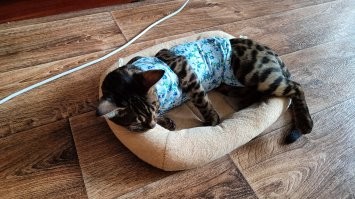 Загадка "ножек Буша". Почему в СССР везли именно эту часть курицы?