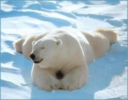 Кончатся тюлени, набегут натовцы и гринписьки. Корм не исчезнет, просто не нужно лениться и привередничать!