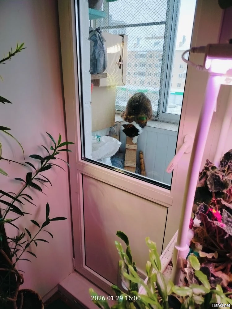 Зато в шубке можно и на балкон, по морозцу прогуляться. На собак сверху посмотреть. Себя, такую красивую, показать. А уж потом и обратно к батарейке, подремать.