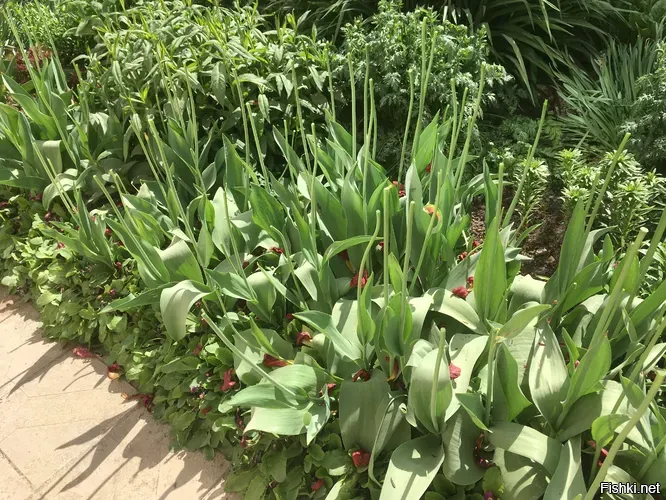 Только вот яблоки ломали цветочные стебли и листья, а не цветы.
Разве у тюльпанов нет осенью стеблей и листьев?
После цветения остаются стебли и листья, которые нужны растению и помогают луковице впитывать питательные вещества из почвы.
Это позволяет луковицам восстановиться и подготовиться к следующему сезону.
А если у растения сломать листья, луковицы смогут подготовиться к зиме?