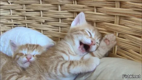 Ну например, дратуте
Хорошего дня )