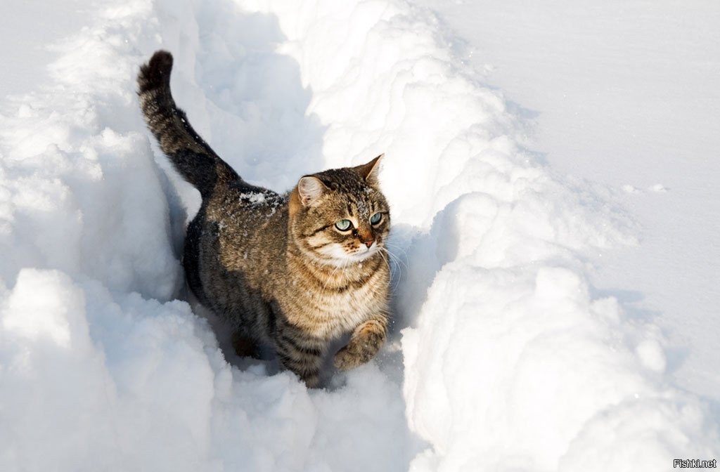 Кот зимы на мягких лапах тихо ходит меж сугробов