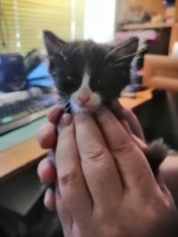 Не смог пройти мимо просто, забрал, неделю прятал, благодарнее скотинки не встречал....