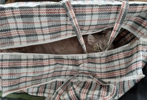 вот про своих котэ такого сказать не могу.
возможно потому, что у них полно лежанок расставленных по дому, и открытых, и полузакрытых, но кот одно время любил залезать в пакеты, а теперь любит грызть коробки.
кошке коробки были интересны, но...