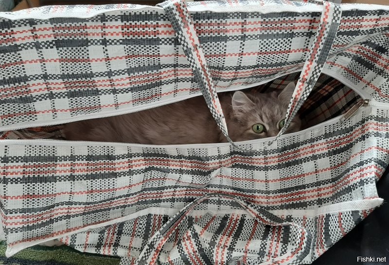 вот про своих котэ такого сказать не могу.
возможно потому, что у них полно лежанок расставленных по дому, и открытых, и полузакрытых, но кот одно время любил залезать в пакеты, а теперь любит грызть коробки.
кошке коробки были интересны, но...