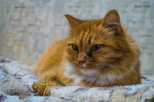 Почему кошки любят картонные коробки