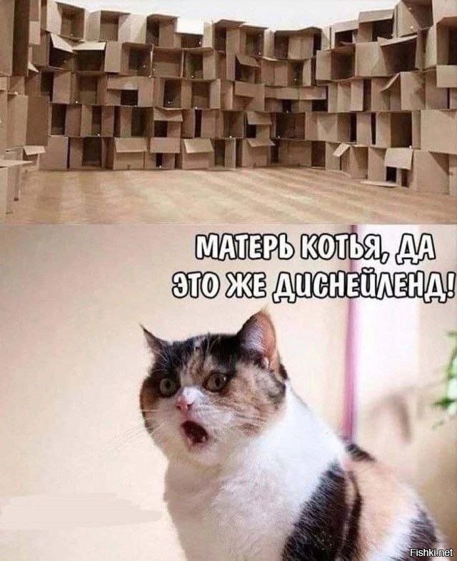 Почему кошки любят картонные коробки