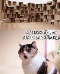 Почему кошки любят картонные коробки